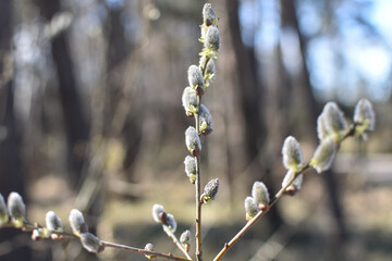 willow catkins in spring