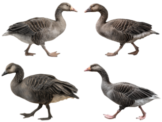Gray Goose Side View Illustration