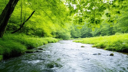 Fototapeta premium A tranquil stream flows through a lush green forest. Lush vegetation lines the banks. The image features natural lighting, creating a serene mood. The style is naturalistic, showcasing vibrant green