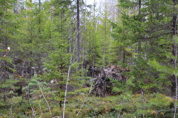 coniferous forest in mid-May