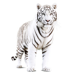 Fototapeta na wymiar white tiger isolated on transparent background