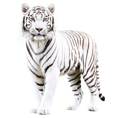 Fototapeta premium white tiger isolated on transparent background