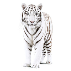 white tiger isolated on transparent background
