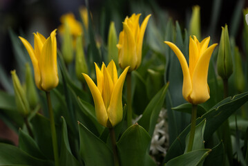 Tulipany, wiosenne tło.  © Elżbieta Kaps