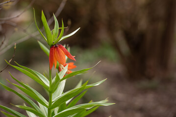 Fritillaria imperialis, Cesarska szachownica w ogrodzie, wiosenne tło.  © Elżbieta Kaps
