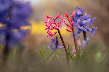 Hiacynty w ogrodzie, wiosenne kwiatowe tło. © Elżbieta Kaps