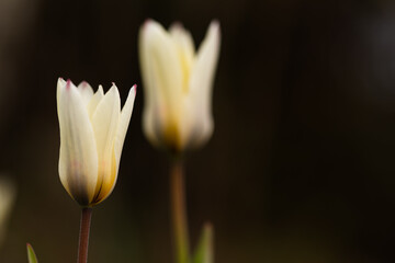 Tulipany, wiosenne tło.  © Elżbieta Kaps