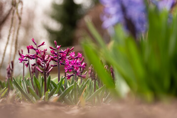 Hiacynty w ogrodzie, wiosenne kwiatowe tło. © Elżbieta Kaps