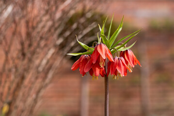 Fritillaria imperialis, Cesarska szachownica w ogrodzie, wiosenne tło.  © Elżbieta Kaps