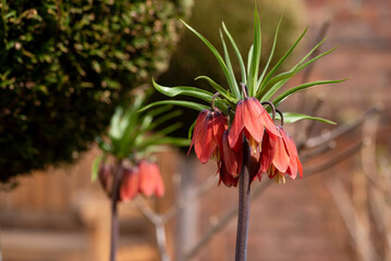 Fritillaria imperialis, Cesarska szachownica w ogrodzie, wiosenne tło.  © Elżbieta Kaps