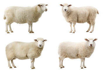 East Friesian Sheep Portrait