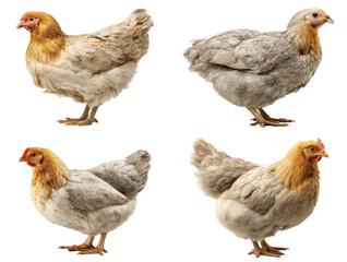Fototapeta premium Cream Legbar Hen Portrait