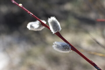 pussy willow catkins