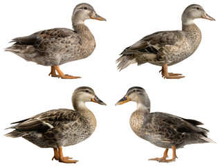 Saxony Duck Side View Clipart