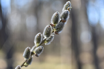 spring willow 