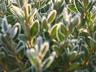 Buszkpan oszroniony - Frosted boxwood © Sylvana