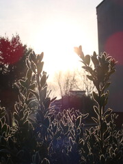 Buszkpan oszroniony - Frosted boxwood © Sylvana