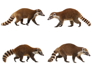 Wild Coati Walking Side View