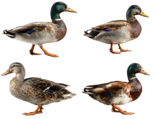 Rouen Duck Waddling Side View