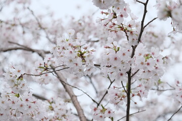 Cherry blossoms in full bloom
