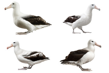 Fototapeta premium Majestic Albatross in Flight