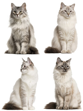 Graceful White Javanese Cat Portrait