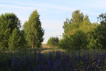 green forest of north-eastern Europe in midsummer