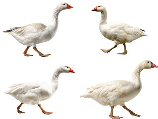 Elegant Chinese Goose Side View