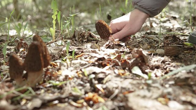 Mushroom picker cuts delicacy morel, growing in clearing in dry leaves and grass, with knife in sunny weather. Collecting nuteral edible mushrooms in spring for preparation and sale.