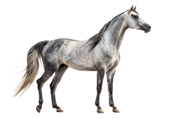 a beautiful horse full body on a white background, PNG