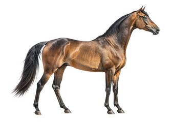 Obraz premium a beautiful horse full body on a white background, PNG