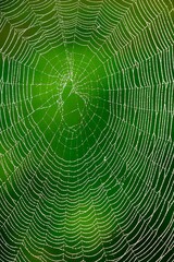 a perfect spider web