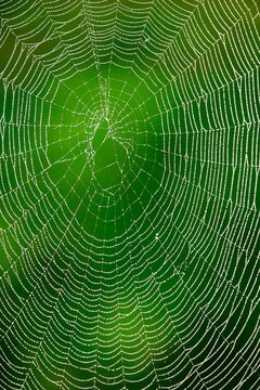 a perfect spider web