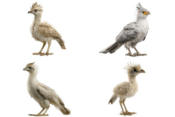 Fototapeta premium Juvenile Secretary Bird Portrait