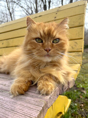 A red cat lies on a yellow colored wooden bench.