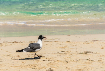 Gaviota en el Mar