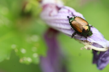 Japanese beetle
