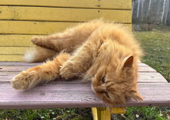A red cat lies on a yellow colored wooden bench.