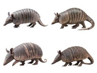 Armadillo Side View Illustration