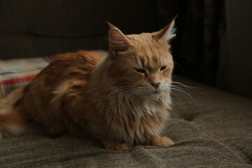 Maine coon red orange cat sleepy comfort lying on the brown sofa near the window. Pet relaxing and enjoying with beauty eyes. Closeup emotion portrait in home interior in daylight. Natural real colors