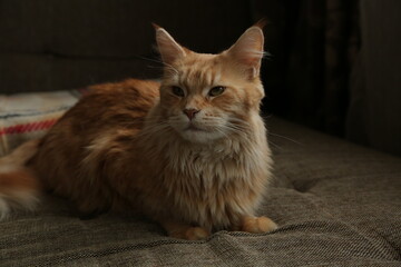 Maine coon red orange cat sleepy comfort lying on the brown sofa near the window. Pet relaxing and enjoying with beauty eyes. Closeup emotion portrait in home interior in daylight. Natural real colors