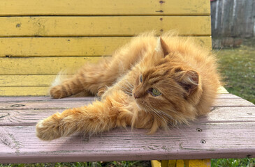 A red cat lies on a yellow colored wooden bench.