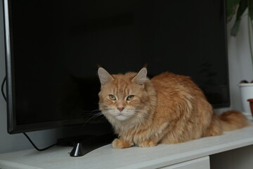 Cute fun maine coon orange cat comfort sitting on the table with TV and flowers. Pet relax looking its beauty eyes. Closeup emotion portrait in home interior in daylight. Natural real untouched colors
