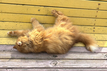 A red cat lies on its back on a yellow colored wooden bench.