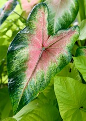 plant leaf with special color and pattern