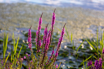 purple flower beside water with special bokeh 