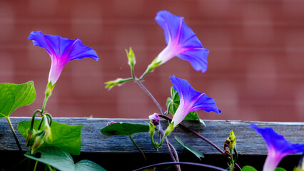 blue morning glory flower