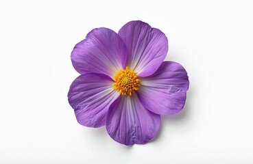 Single purple flower isolated white background. Top view nature photo blossom. Delicate petals with bright yellow center. Floral simplicity beauty. Summer freshness, botanical theme for wellness.