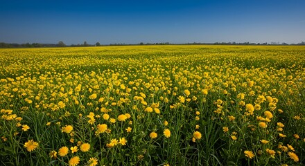 Fototapeta premium Golden Meadow: Sunlit Dandelions Under Azure Sky AI Generated