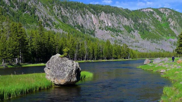 Spring along the Yellowstone River in Wyoming's Yellowstone National Park.  A small, natural-looking Bonsai tree is growing on a Boulder.  Small tree roots are splitting this huge rock in two!